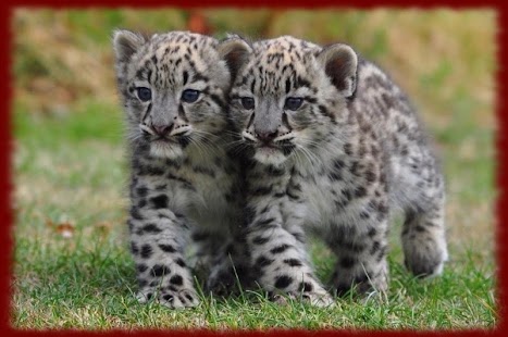 How to get Snow Leopards wallpapers 1.0 unlimited apk for laptop