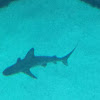 Sandbar Shark