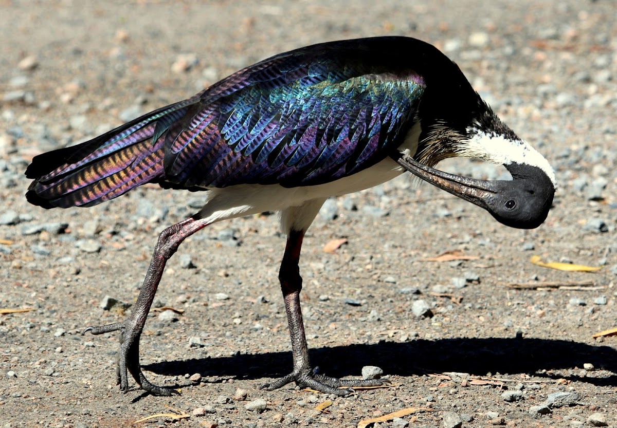 Straw-necked Ibis