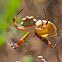 Silver Argiope