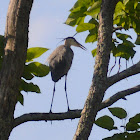 Great blue heron