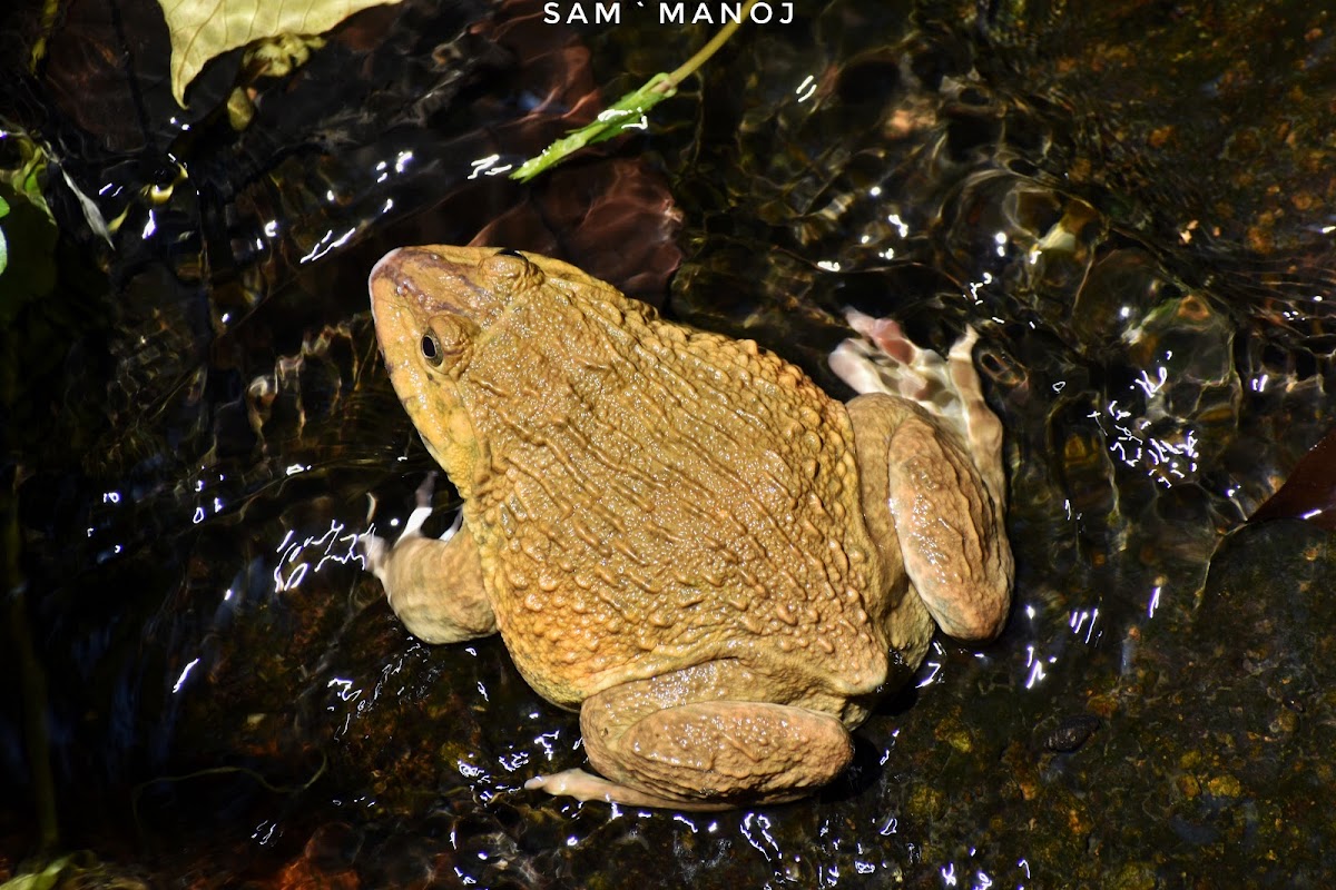 Chinese Edible Frog