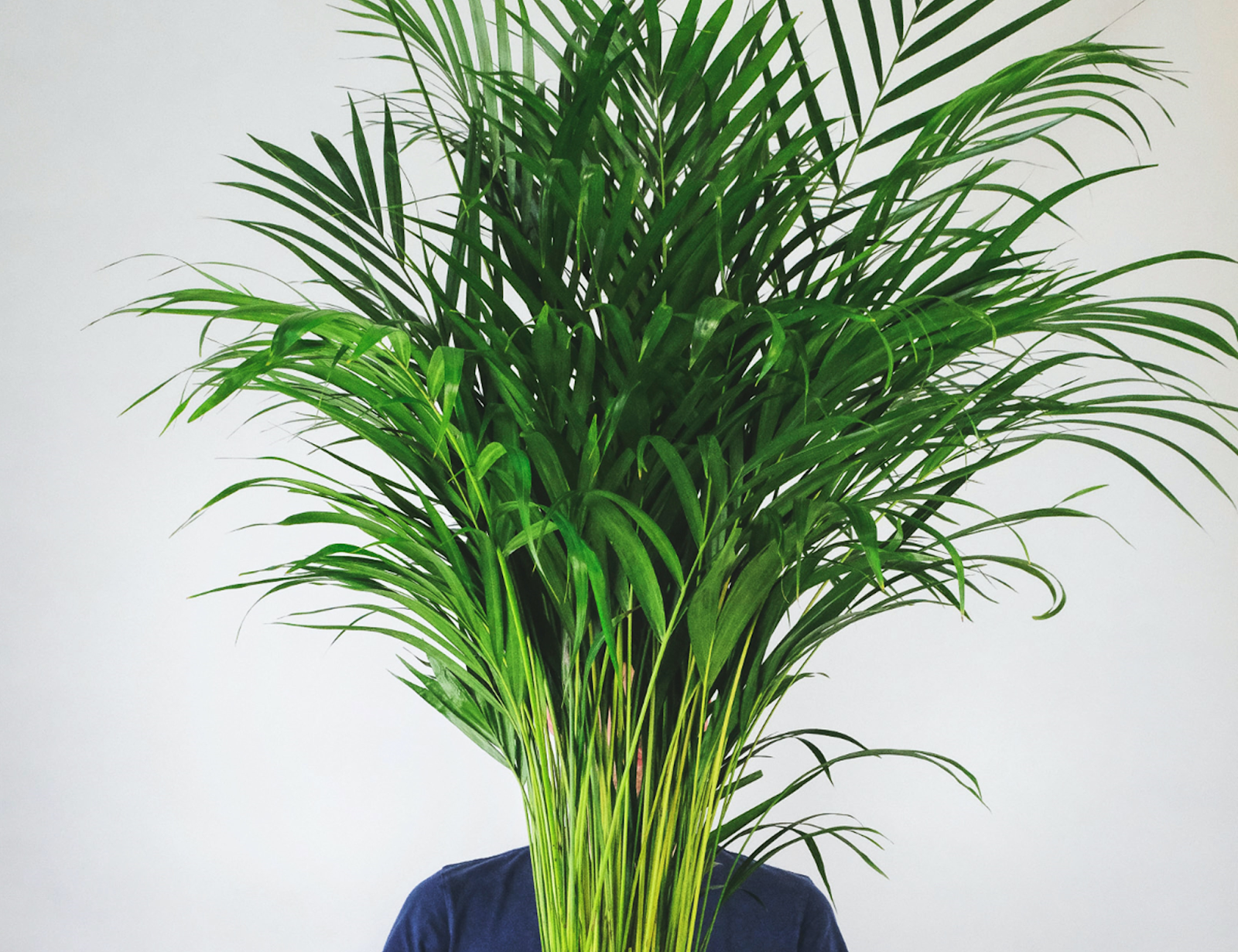 30 Plantes Non Toxiques Pour Votre Chat
