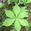 Indian cucumber root