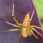 Striped lynx spider(green faced)