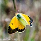 Clouded Yellow