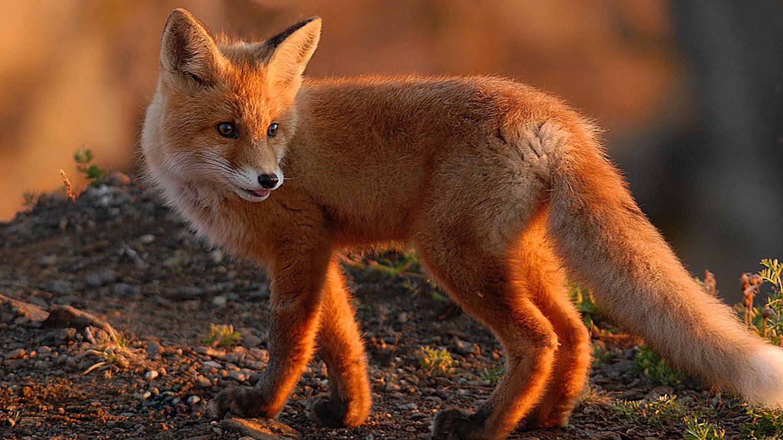 Red Fox