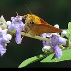 Fiery Skipper     Male