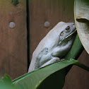 White's tree frog