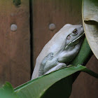 White's tree frog