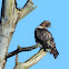 Red-tailed hawk