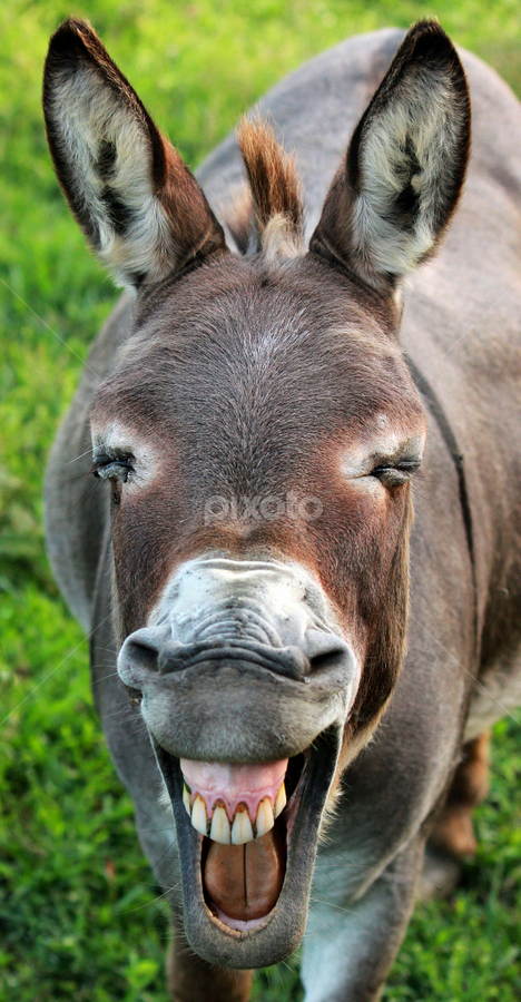 donkey smiling with teeth