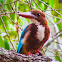White-throated Kingfisher, white-breasted kingfisher