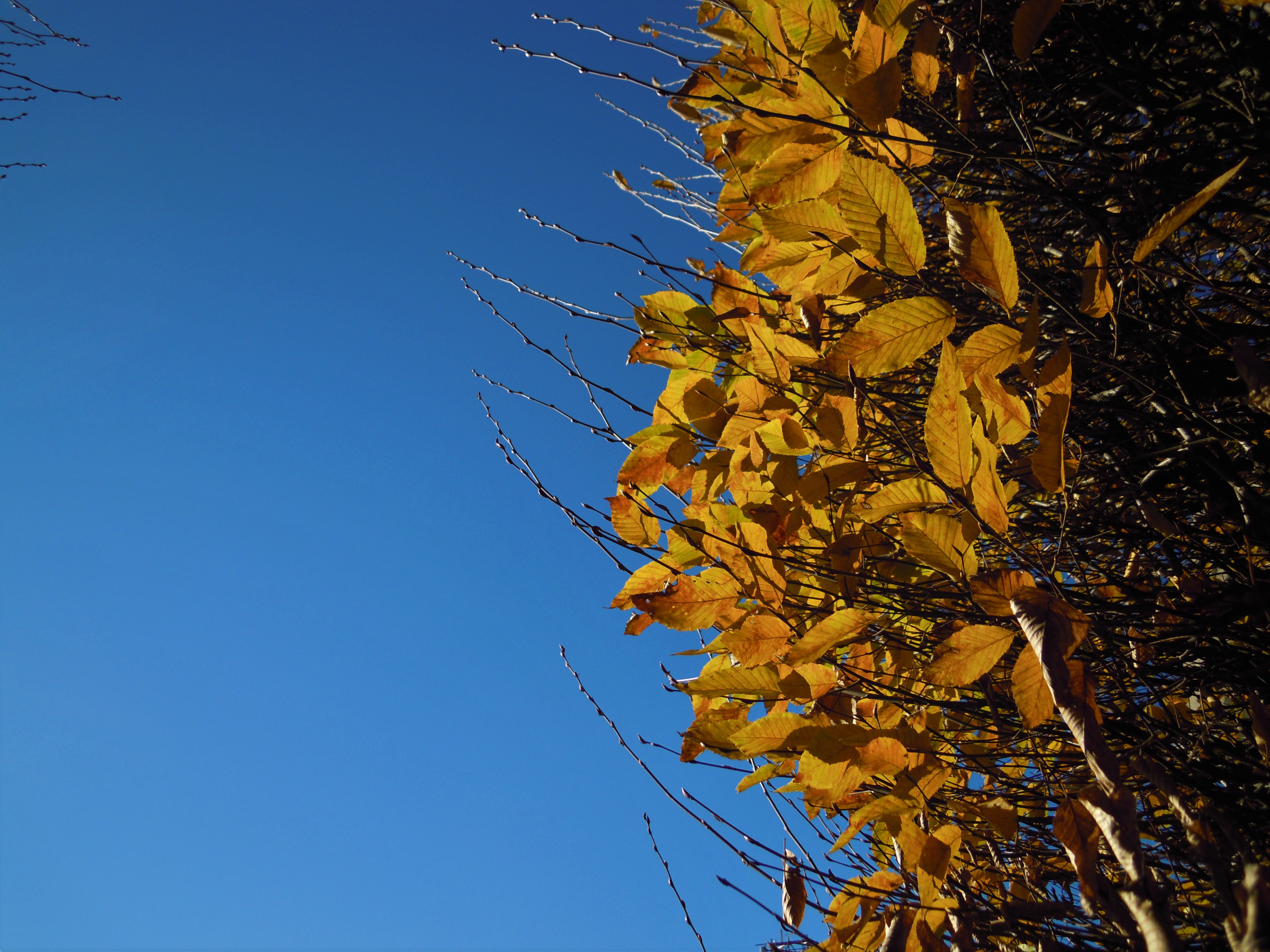 Autunno di Eleesa