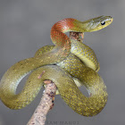 Red-Necked KeelBack