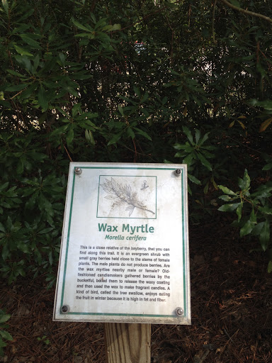 Wax Myrtle