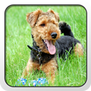 Welsh Terrier Theme - Nova/ADW  Icon