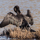 Cormorant