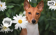 My Basenji Dog & Puppy HD Wallpapers New Tab small promo image