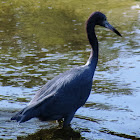 Little Blue Heron