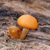 Deadly Galerina