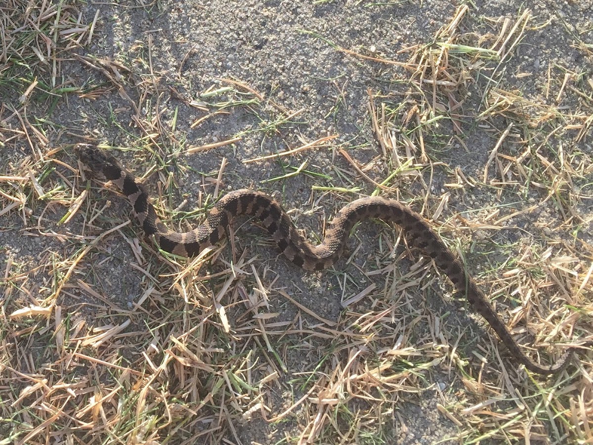 Northern Water Snake