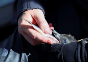 A penguin carer feeds a chick at South African Foundation for the Conservation of Coastal Birds rehabilitation centre, which is soliciting donations by inviting people to 