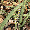 Monarch Caterpillar