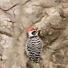 Nuttall's Woodpecker