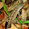 Brown Anole