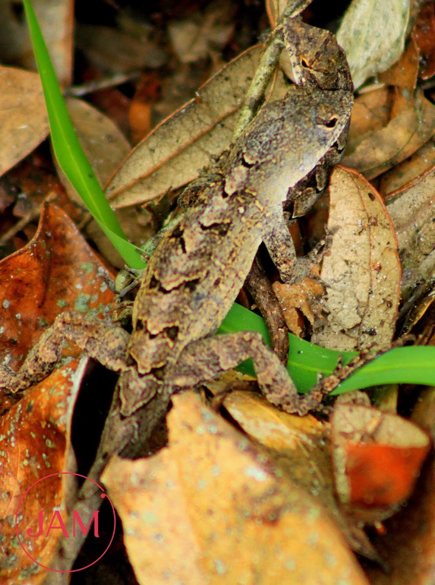 Brown Anole