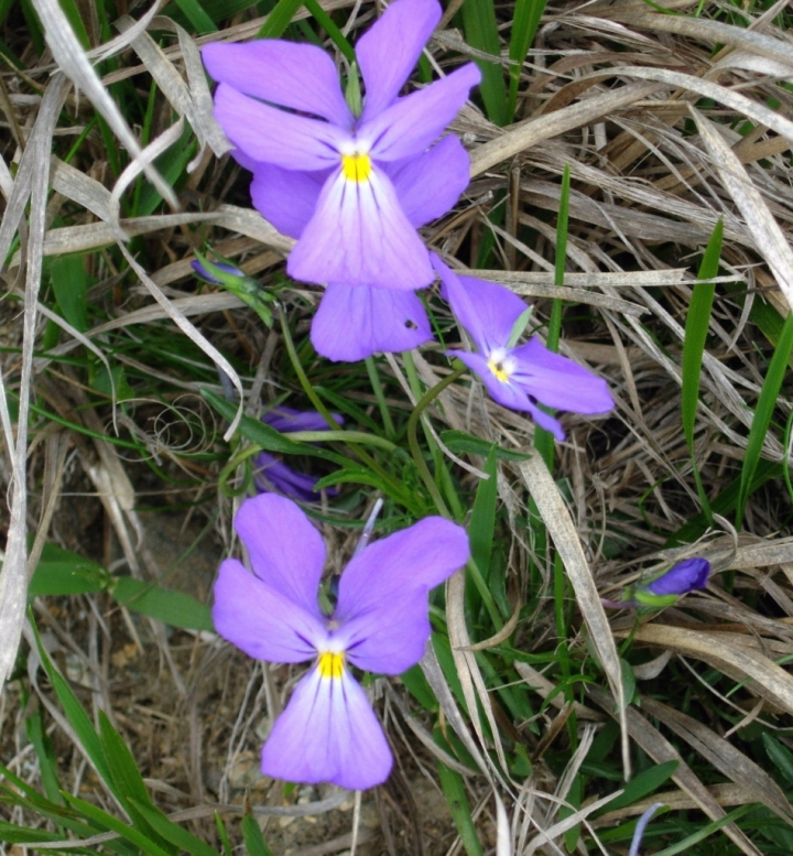 Viola.......come viola. di Piera