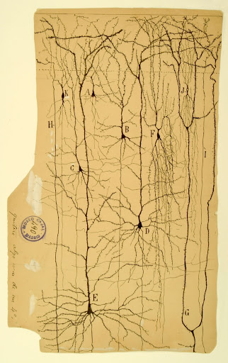 The drawings of Ramón y Cajal