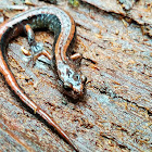 Western redback salamander