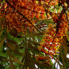 silky oak