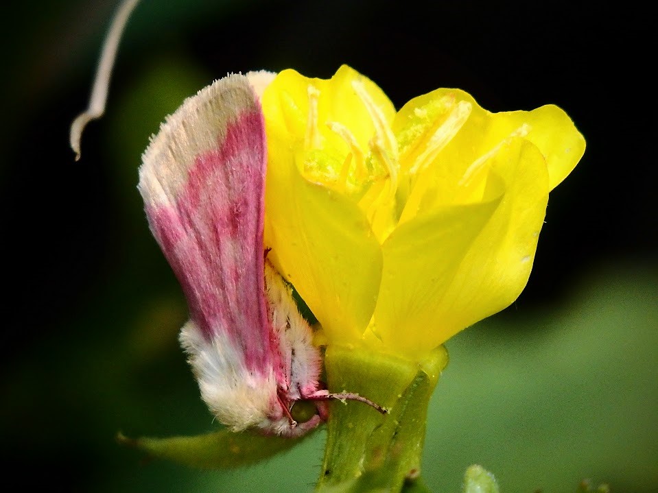 Primrose Moth