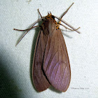 Pelochyta Tiger Moth