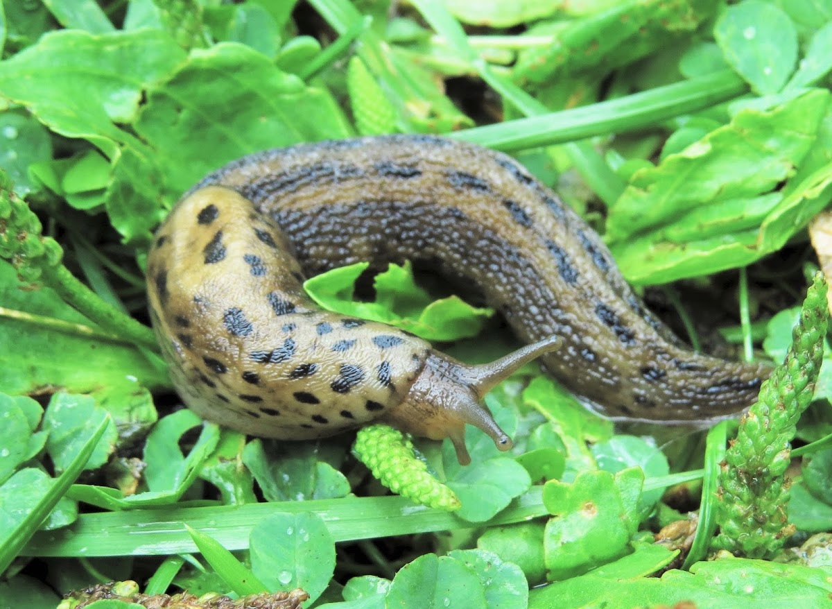 Leopard Slug