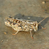 Italian Locust (Καλλίπταμος ο Ιταλικός)