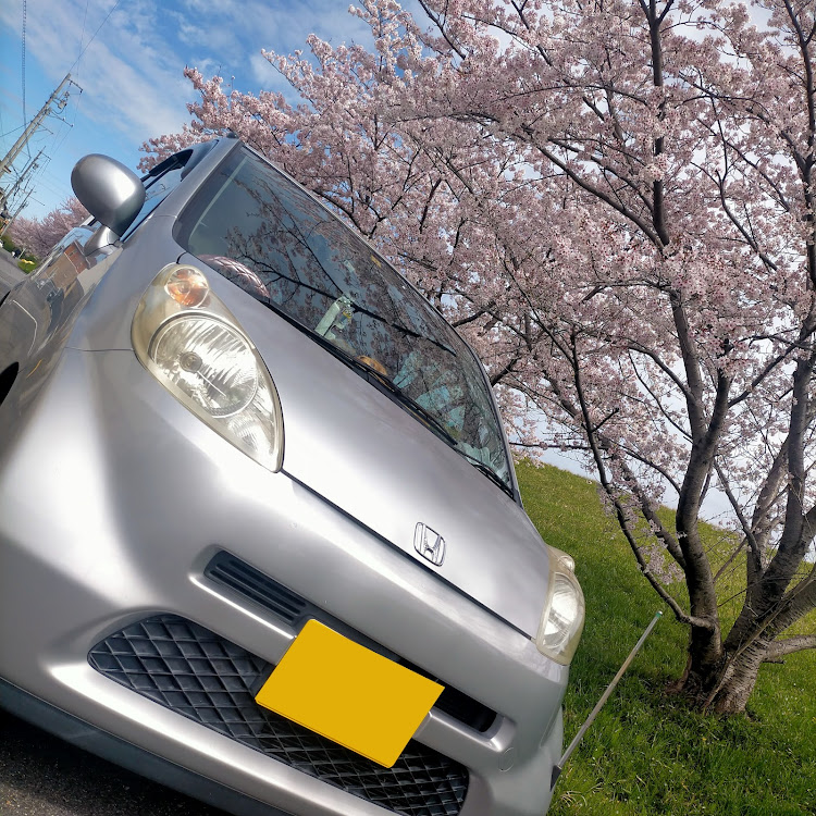 ライフの桜とコラボ🌸・JB5・サクラと愛車に関するカスタム事例の投稿画像1枚目