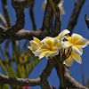 Plumeria