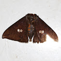 Noctuid Moth