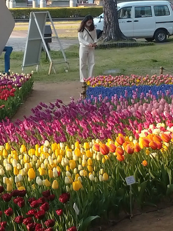 ロードスターの国営ひたち海浜公園・ミッキー・ミニー号花見・鯉のぼりバージョン・ネモフィラ畑・チユウリツプに関するカスタム事例の投稿画像7枚目