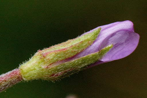 Epilobium obscurum