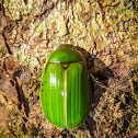 Mumu Chafer