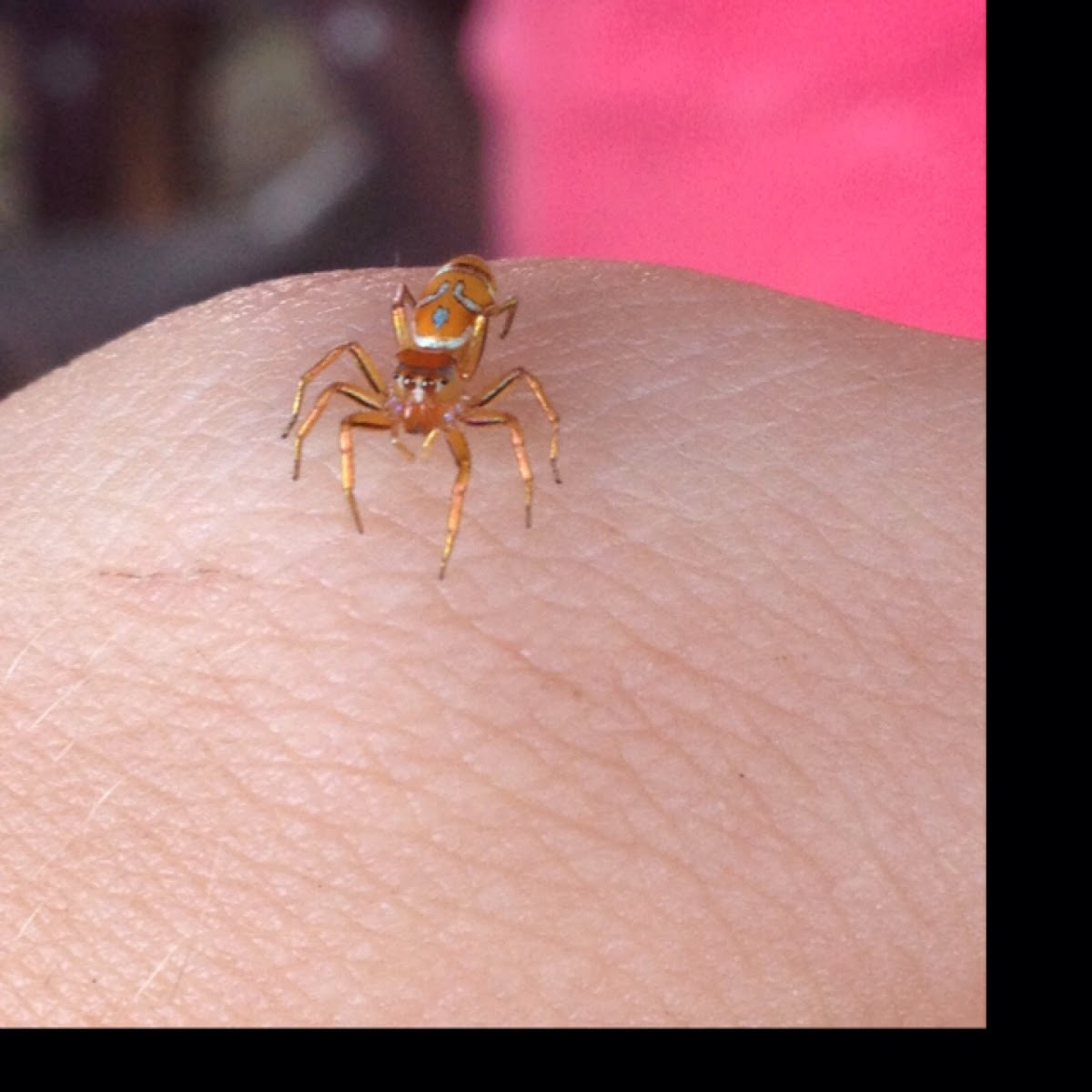 ternate island jumping spider