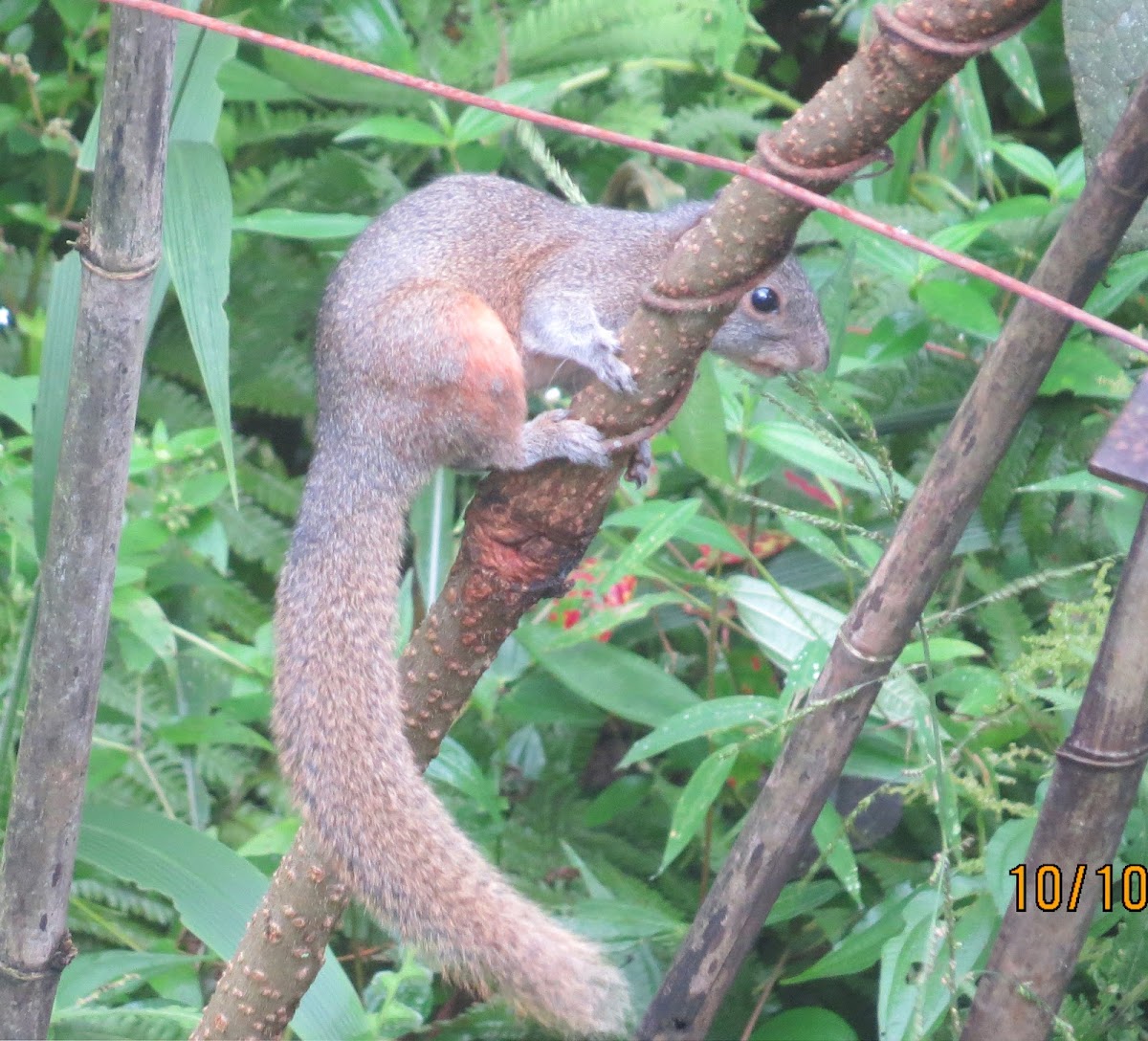 Hoary-bellied Himalayan squirrel