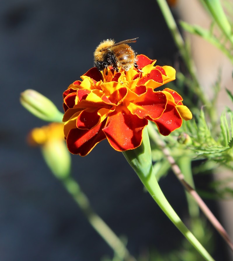 L'impollinazione di alessia_di_marcantonio