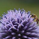 Bee and flower