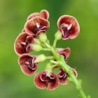 American groundnut